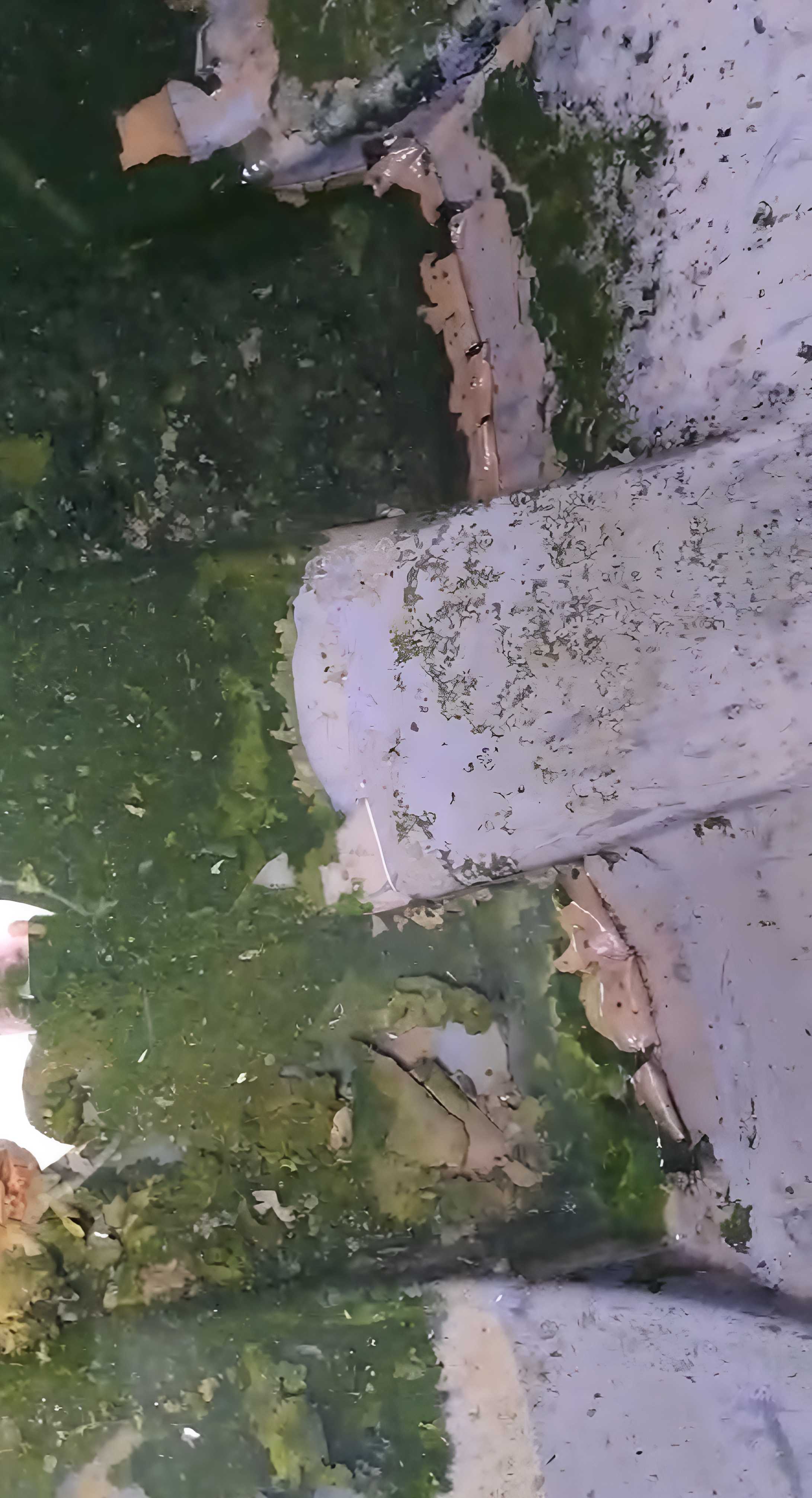 Water tank before cleaning showing severe algae contamination